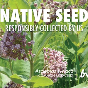 Asclepias syriaca, Common Milkweed  |  Native Plant Seeds