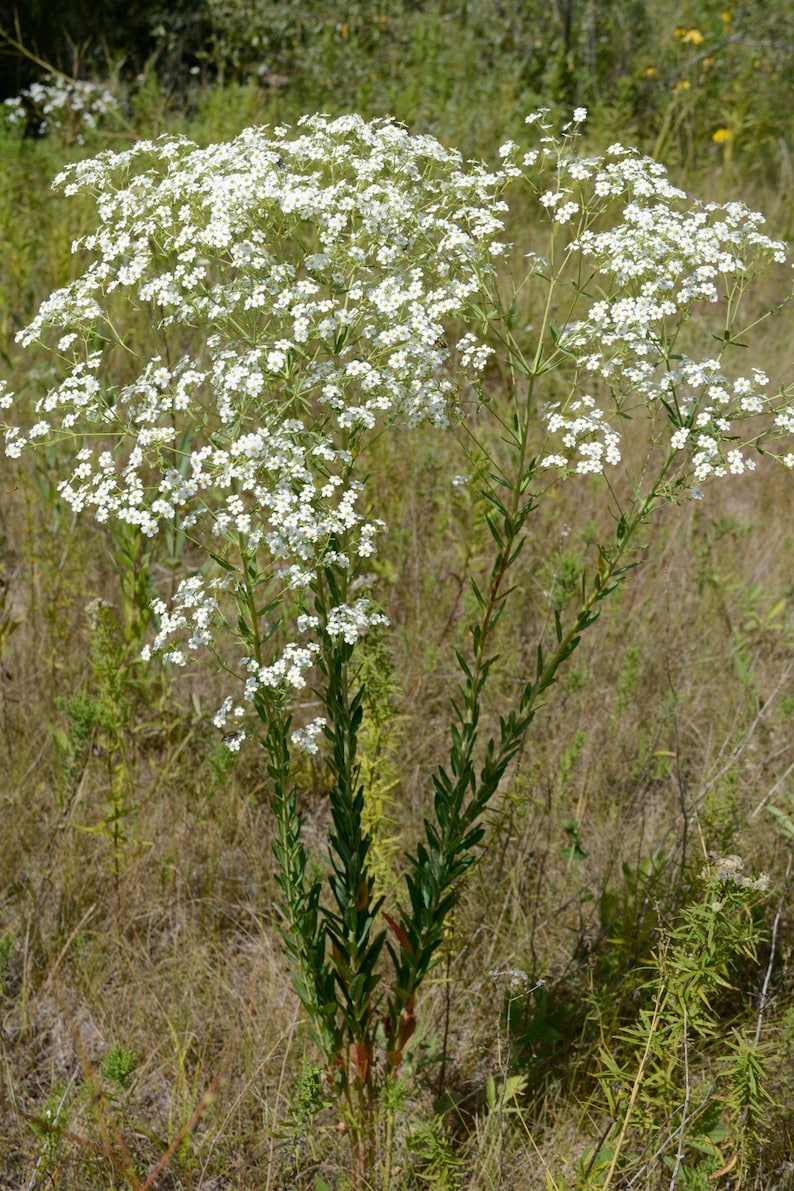 Euphorbia corollata, Flowering Spurge