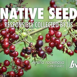 Spikenard, Aralia racemosa  |  Native Plant Seeds