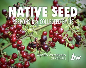 Spikenard, Aralia racemosa  |  Native Plant Seeds