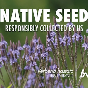 Verbena hastata, Blue Vervain  |  Native Plant Seeds