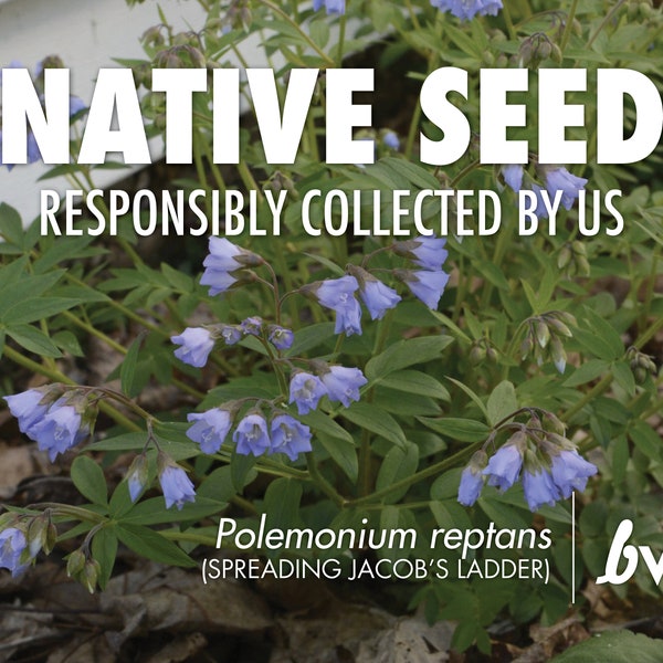 Polemonium reptans, Spreading Jacob's Ladder  |  Native Plant Seeds
