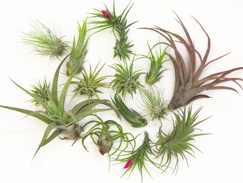 Wholesale Air Plant Bulk SaleLARGE Air Plant Small Air Pant Tillandsia Mix Air Plant Pack Airplant Succulent Plant Gifts