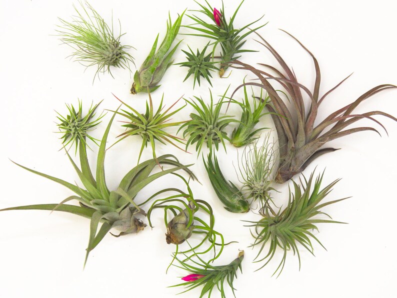 Wholesale Air Plant Bulk SaleLARGE Air Plant Small Air Pant Tillandsia Mix Air Plant Pack Airplant Succulent Plant Gifts
