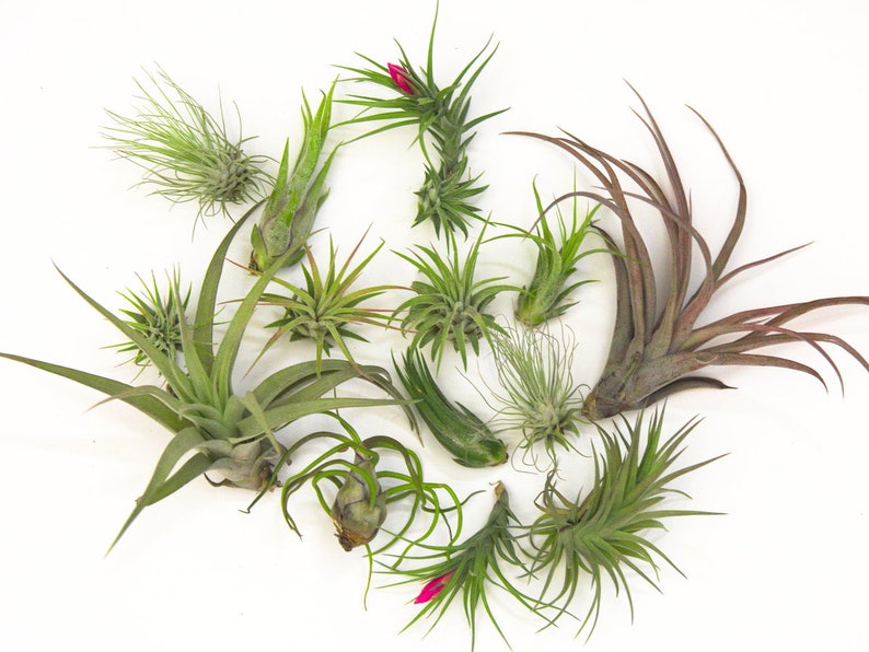 Wholesale Air Plant Bulk SaleLARGE Air Plant Small Air Pant Tillandsia Mix Air Plant Pack Airplant Succulent Plant Gifts