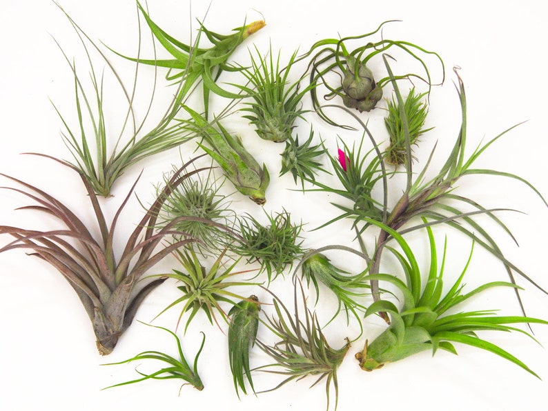 Wholesale Air Plant Bulk SaleLARGE Air Plant Small Air Pant Tillandsia Mix Air Plant Pack Airplant Succulent Plant Gifts