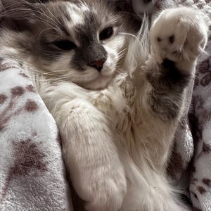 May include: A fluffy cat with gray and white fur is nestled in a soft, patterned blanket. The cat is lying down, with one paw raised. The blanket has a light brown and white floral design.