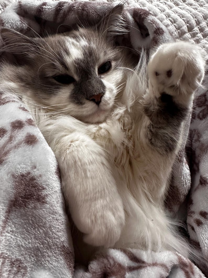 May include: A fluffy cat with gray and white fur is nestled in a soft, patterned blanket. The cat is lying down, with one paw raised. The blanket has a light brown and white floral design.