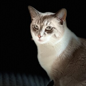 May include: A close-up of a cat with a light brown and white coat, set against a black background. The cat's eyes are a light grey color, and it is looking towards the left side of the frame. The cat's fur has a soft, fluffy appearance.