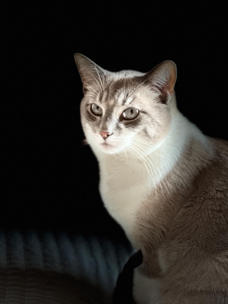 May include: A close-up of a cat with a light brown and white coat, set against a black background. The cat's eyes are a light grey color, and it is looking towards the left side of the frame. The cat's fur has a soft, fluffy appearance.