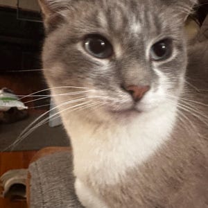 May include: Close-up of a domestic cat with blue eyes and a pink nose. The cat has gray and white fur, with a white chest and face. The cat is looking directly at the camera.