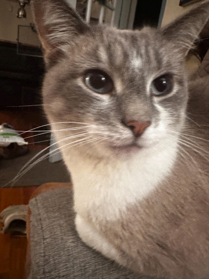 May include: Close-up of a domestic cat with blue eyes and a pink nose. The cat has gray and white fur, with a white chest and face. The cat is looking directly at the camera.