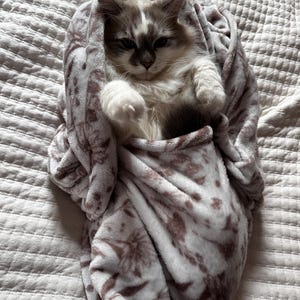 May include: A fluffy cat with gray and white fur is nestled inside a soft, patterned blanket. The blanket has a white background with brown floral designs. The cat is lying on a white bedspread, creating a cozy and comfortable scene.