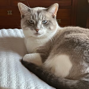May include: A relaxed cat with gray and white fur, resting on a white quilted surface. The cat has striking blue eyes and a calm expression. The background includes a wooden dresser.