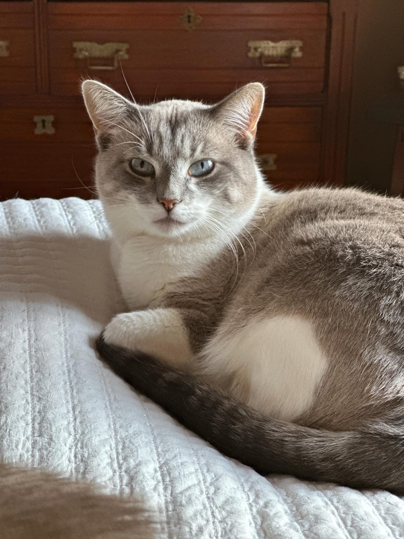 May include: A relaxed cat with gray and white fur, resting on a white quilted surface. The cat has striking blue eyes and a calm expression. The background includes a wooden dresser.