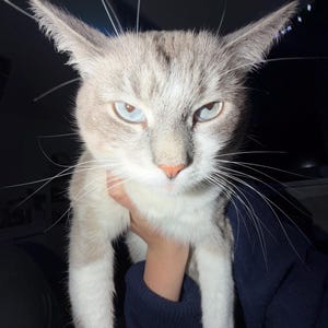 May include: A close-up of a cat with light grey and white fur, blue eyes, and long whiskers. The cat is being held by a person wearing a dark blue sweater. The cat has a serious expression.