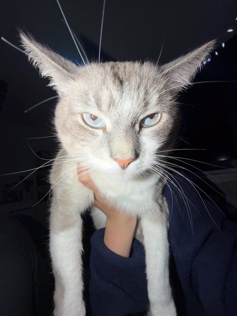 May include: A close-up of a cat with light grey and white fur, blue eyes, and long whiskers. The cat is being held by a person wearing a dark blue sweater. The cat has a serious expression.