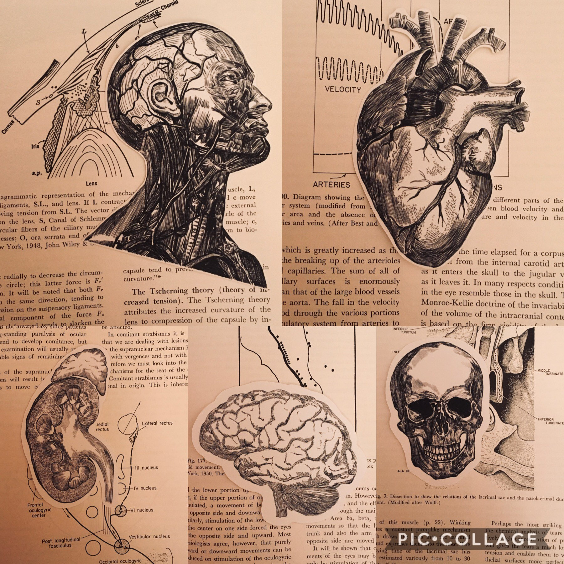 Anatomy sticker set. Matte vinyl sticker pack. Grays Anatomy Etsy