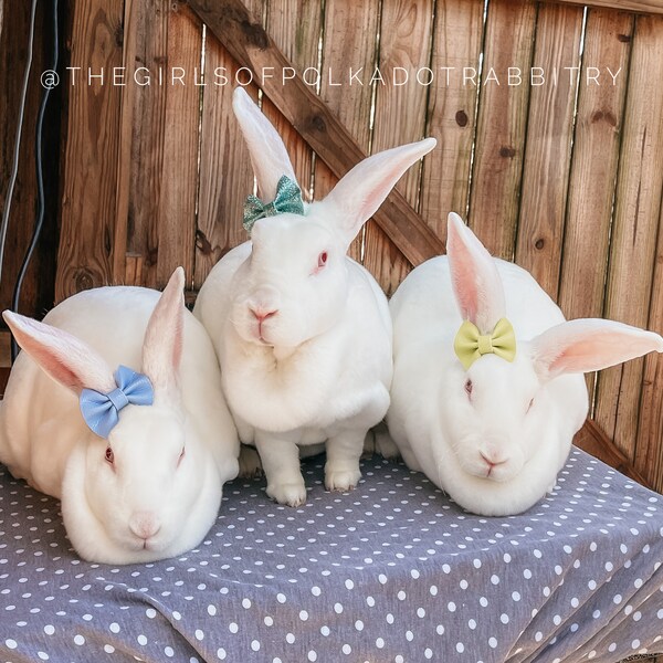 Mint Bunny Etsy
