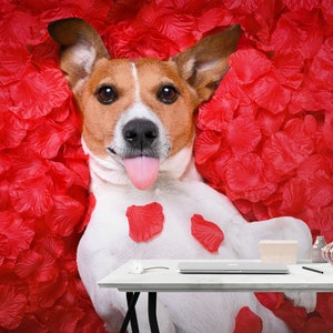 3D Hund A1471 abnehmbare Tapete selbstklebende Tapete Extra große Peel & Stick Wallpaper Wallpaper Wandbild AJ WALLPAPERS