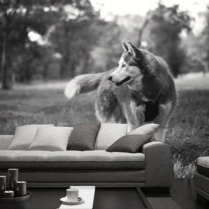 3D Tier niedlicher Hund R11401 abnehmbare Tapete selbstklebend Tapete extra groß Peel & Stick Tapete Tapete Wandbild AJ WALLPAPERS