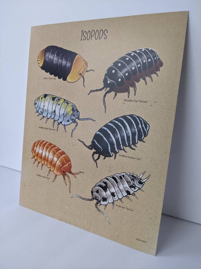 Isopod 8 X 10 Art Print ft Cubaris Sp. Rubber Ducky Dairy Etsy