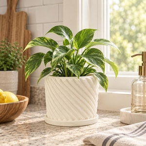 May include: A white cylindrical plant pot with a diagonal ribbed texture and a matching circular saucer. The pot contains a vibrant green pothos plant with variegated leaves featuring splashes of light yellow and cream throughout the foliage.