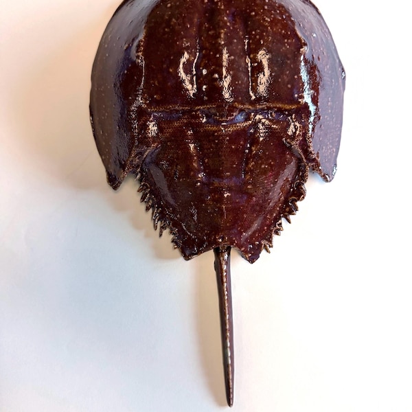 ceramic decorative horseshoe crab BROWN
