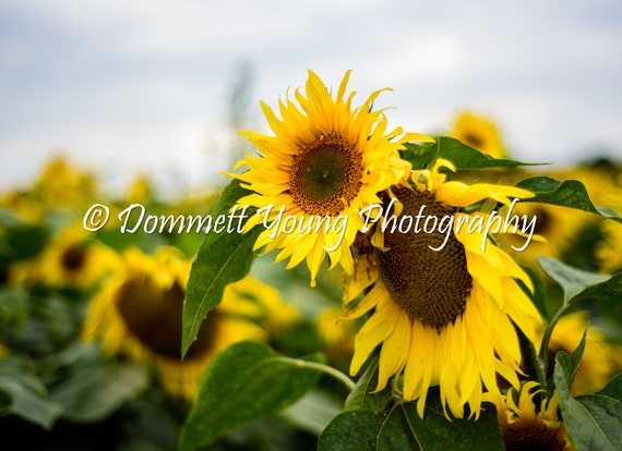 One of a Kind Sunflower Canvas Print Size: 100x75x2cm, Mirror Edge