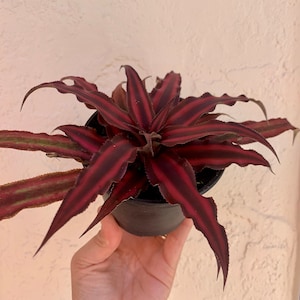 Dark Red Earth Star Cryptanthus in 4&quot; Growers Pot