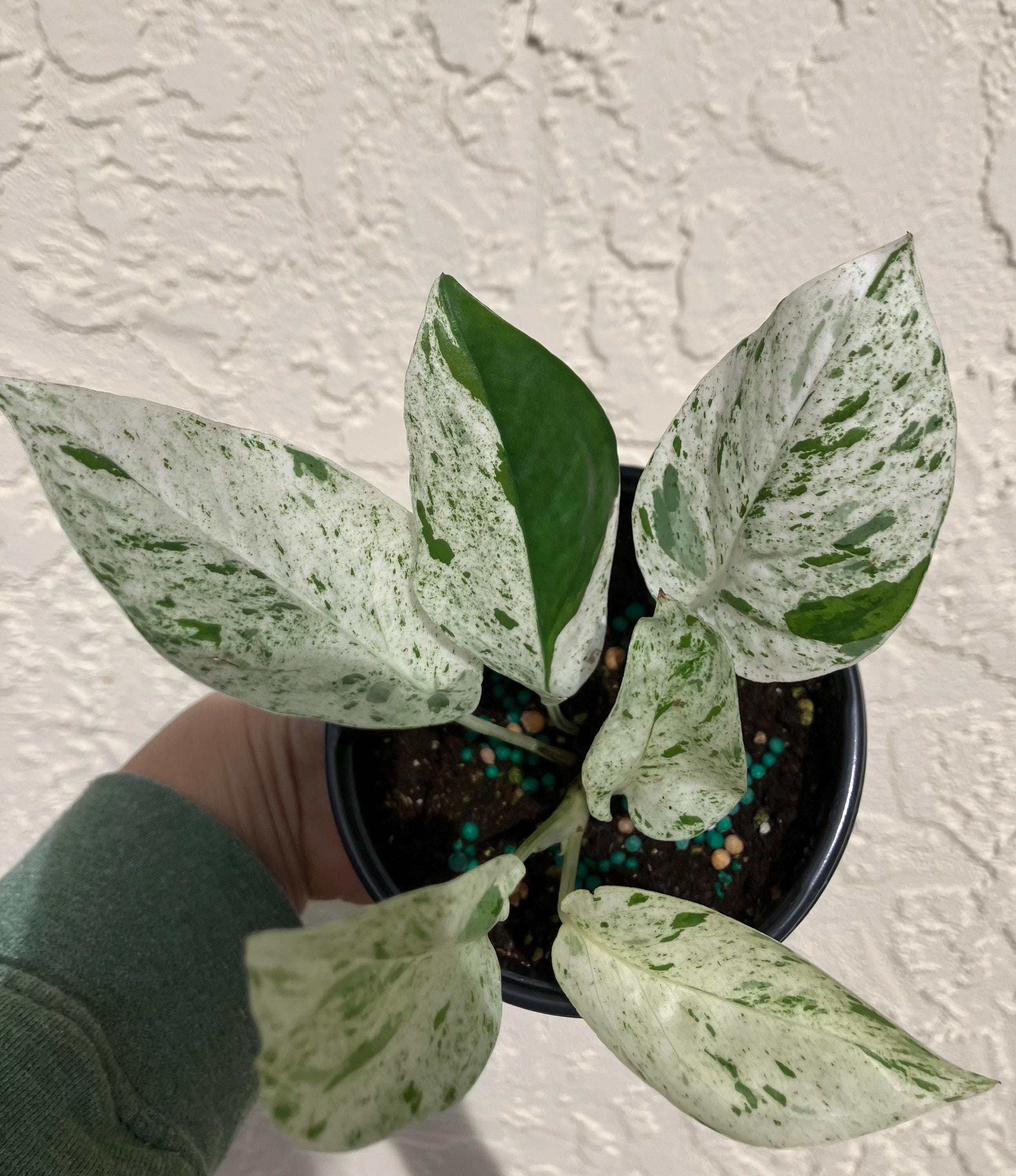 Epipremnum pinnatum variegated - Etsy 日本