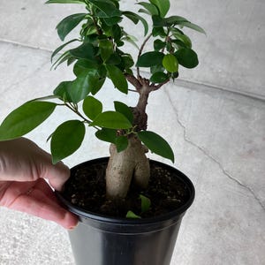 May include: A small green ficus bonsai tree with a thick, gnarled trunk, growing in a black plastic pot.