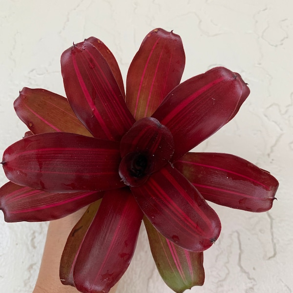 Three 5” wide Variegated Bromeliad Neoregelia Fireball “Zoe”