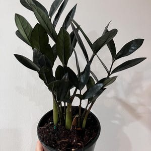 Black ZZ plant in 5” growers pot