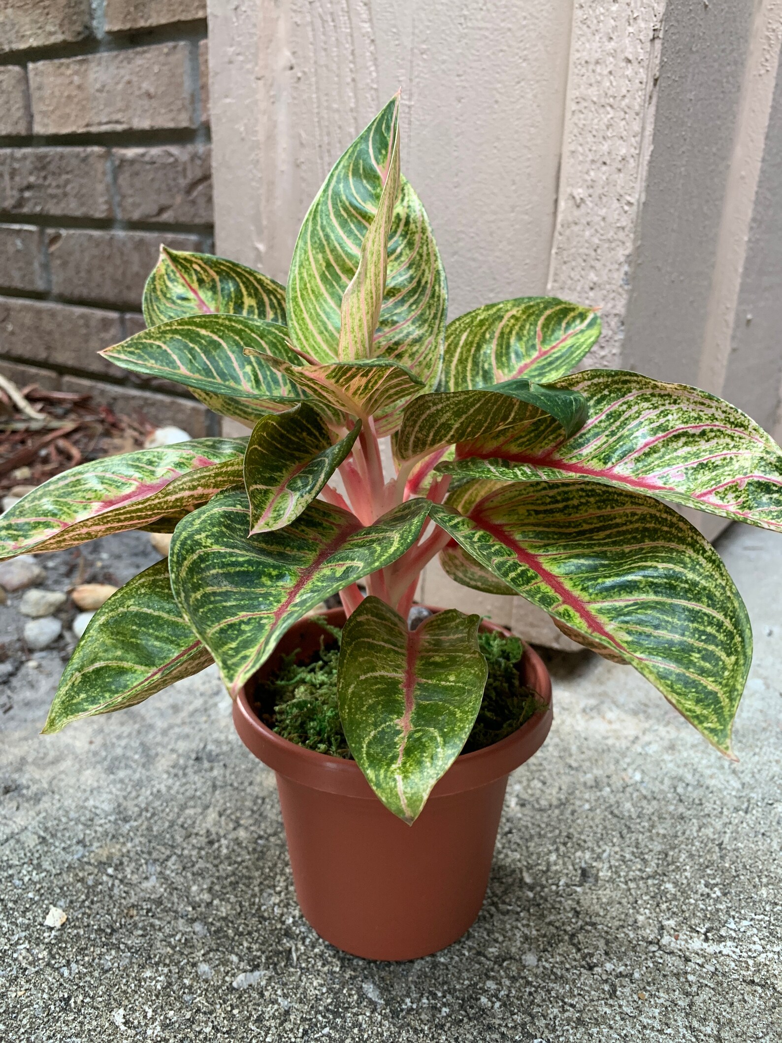 Rare Specialty Aglaonema plants 4 grow pot with pot Etsy