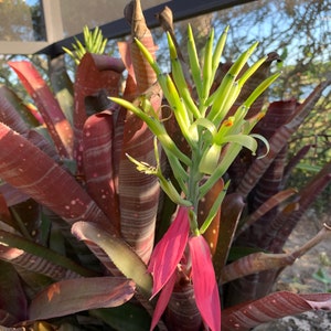 Bromeliad Billbergia cutting
