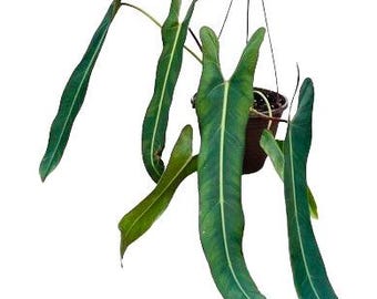 Philodendron Spiritus Sancti Cesta colgante