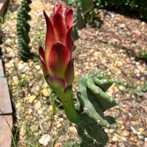 May include: A close-up of a cactus with a vibrant red and green flower bud. The bud is the focal point, with its petals tightly closed. The cactus has a green, textured stem with sharp spines. The background is blurred, suggesting an outdoor setting.