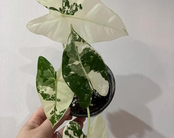 アロカシア ポルトドラ 斑入り アロカシア フリーデック 斑入り 4インチポット 斑入り植物 - 栽培者の