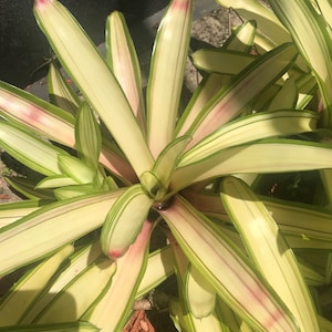 Bromeliad Neoregelia ‘Ardie’ cutting from Mother Plant