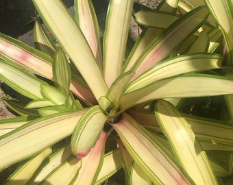 Bromeliad Neoregelia ‘Ardie’ cutting from Mother Plant