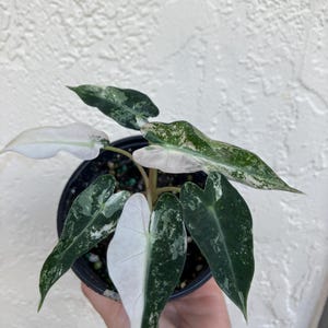 Variegated Alocasia Bambino Rooted Live Plant in 4” pot EXACT plant