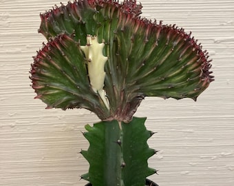 Exact Plant-One-of-a-kind!Large RedMermaid Tail with pop of Ghost White Variegation: Euphorbia Lactea “Cristata” in 4” pot Crested Cactus -