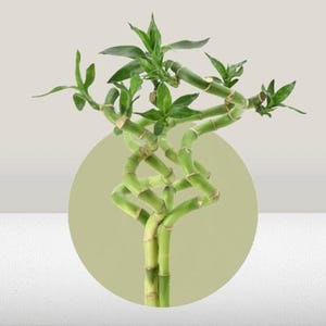 Lucky Bamboo Artificial - Etsy