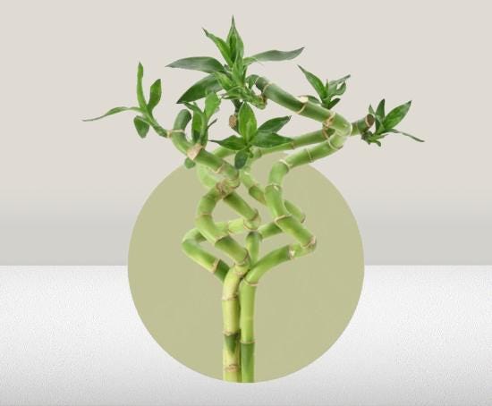 Curly Lucky Bamboo Stem X 4 - Live Plants - Easy to Care for - Aquarium  Pond Aquatic Plant - Etsy