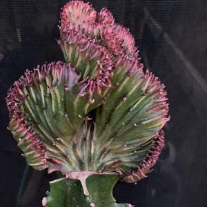 May include: A close-up of a crested Euphorbia plant. The plant features a fan-like structure with green and pink hues. The edges of the plant are a vibrant pink, while the body is a mix of green and pink stripes. The plant is set against a dark background.