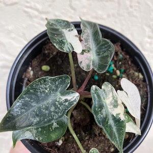 Planta viva enraizada de Alocasia Bambino abigarrada en maceta de 4”