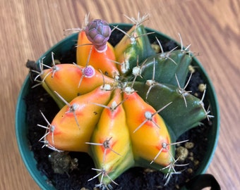 Colorful Gymnocalycium Mihanovichii Cactus in 3” growers pot -cactus is slightly rooted.