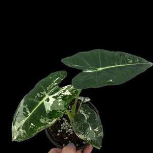 May include: A potted Alocasia plant with large, dark green leaves featuring white variegation. The leaves have prominent veins and a glossy texture. The plant is in a black pot, set against a black background. The plant is a houseplant.