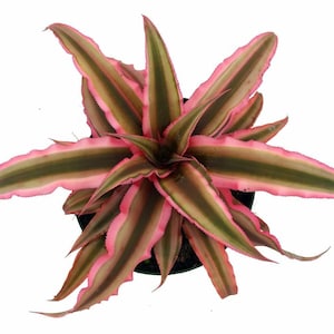 Cryptanthus Pink and Green Earth Star in 4&quot; grower&#39;s pot